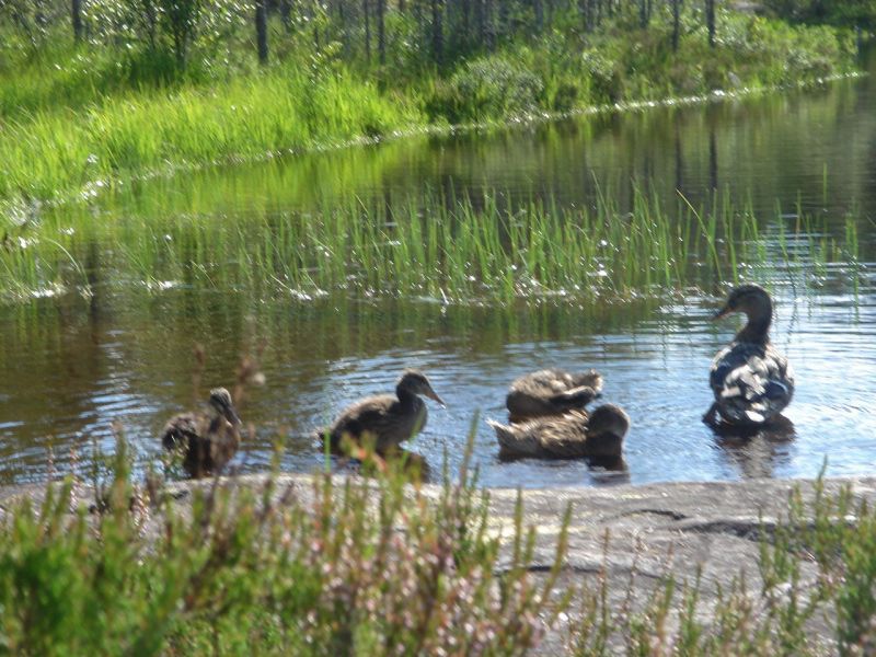 Zu helfen ist so einfach wie das Füttern der Enten, was uns stets Freude bereitet, wenn in diesem Fall sich Tier und Mensch dabei näher kommen und sich gegenseitig für die Sympathien bedanken und gern wiederkommen.