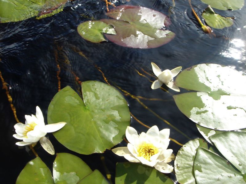 Unsere angedachten Projekte sind wie Seerosen: Die Blüte im Vordergrund steht schon in Pracht, die in der Bildmitte steht vor dem Aufgehen und die am oberen Bildrand braucht noch Kraft, um aus dem Wasser aufzustehen. Die Förderer sind die Blätter und die Natur, in der sie wachsen. - Und so würden wir das auch sehen, mit den Förderern, den Projekten, dass sie alle irgendwann in voller Blüte stehen und weitere Hilfe geben, an die, die sie sehen, so ist das stets im Leben. Und wir uns gegenseitig nützen, indem wir helfend unterstützen und jeder sein Auskommen dadurch hat und nicht mehr machen braucht, einen Spagat.